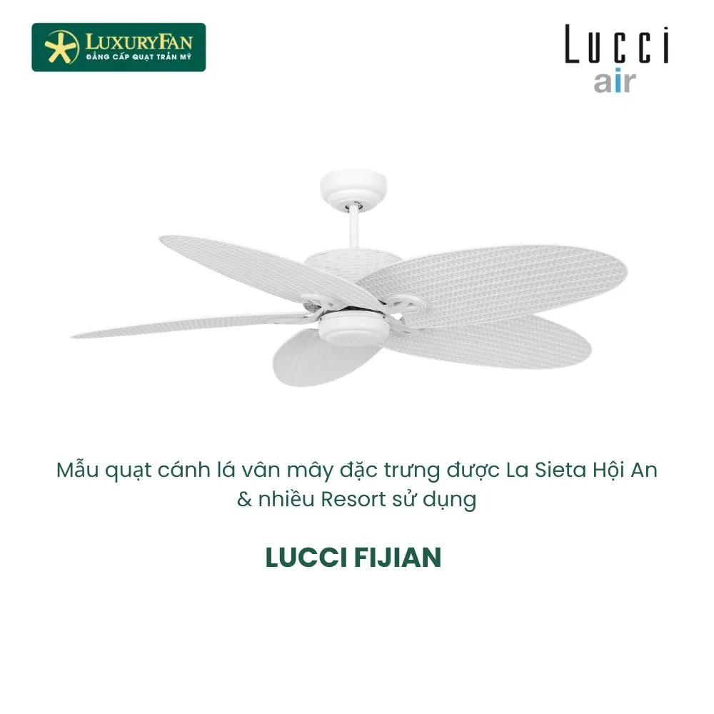 LUCCI FIJIANII (3) LUCCI FIJIANII (3)
