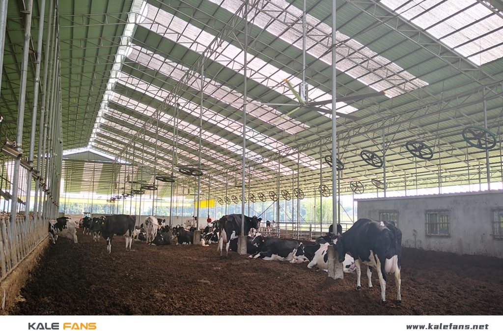 Ứng dụng đa dạng của quạt trần công nghiệp trong không gian hiện đại