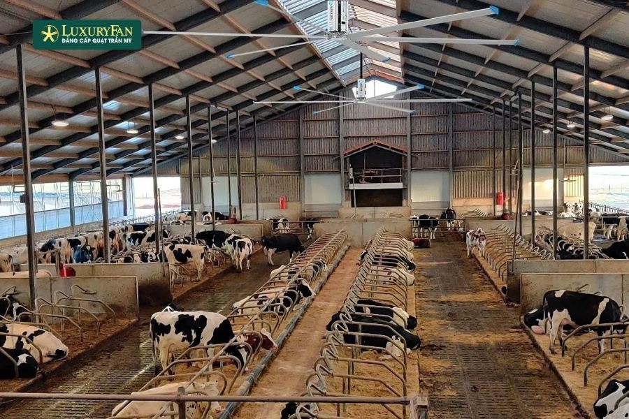 Về mặt kinh tế, lợi ích quạt trần công nghiệp mang lại lớn hơn nhiều so với chi phí đầu tư ban đầu.