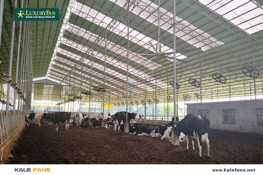 Quạt trần công nghiệp là dòng quạt có đường kính cánh lớn (thường từ 3–7 mét), được thiết kế để vận hành ở tốc độ vừa phải nhưng tạo ra lưu lượng gió cực lớn