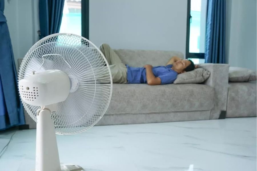 Quạt cây thường rẻ hơn: