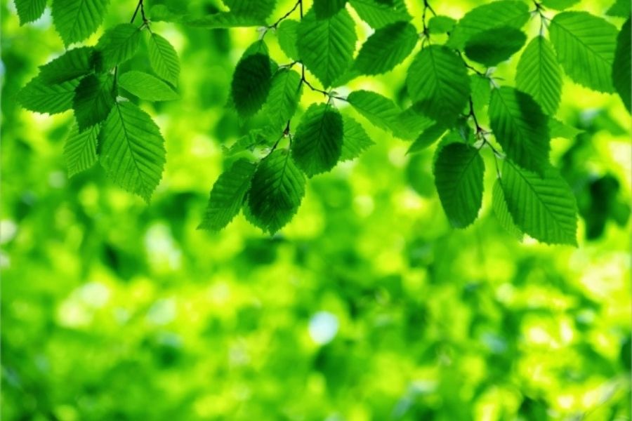 mệnh thổ kỵ nhóm màu xanh lá
