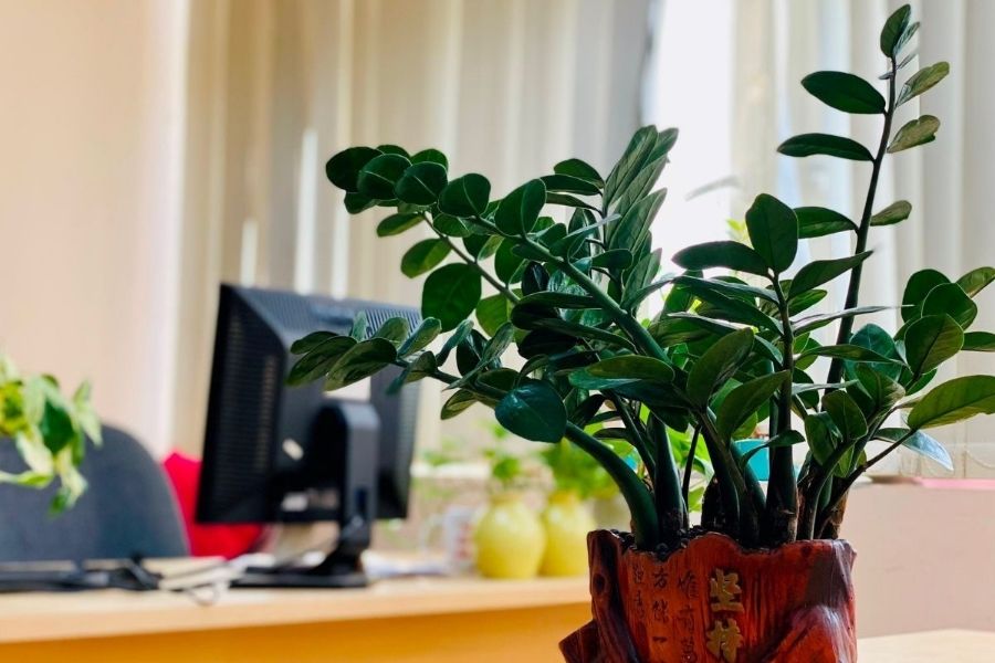 Cây xanh là một trong những vật dụng được nhiều người lựa chọn để trang trí bàn làm việc nhờ khả năng tạo điểm nhấn và mang ý nghĩa phong thủy tốt đẹp