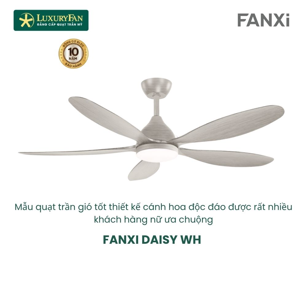 FANXI DAISY (3) FANXI DAISY (3)