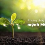 Tất tần tật về phong thủy mệnh Mộc: Những điều cần biết để gia tăng may mắn và vượng khí