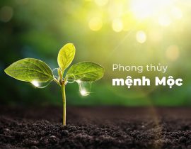 Tất tần tật về phong thủy mệnh Mộc: Những điều cần biết để gia tăng may mắn và vượng khí