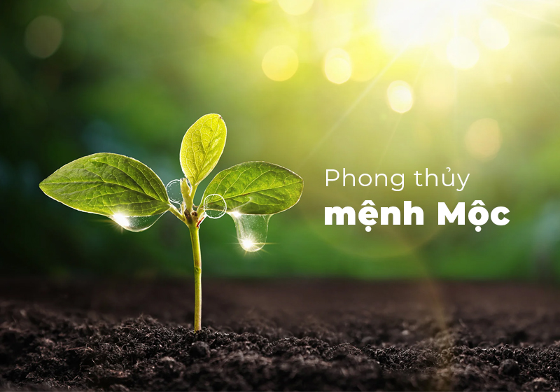 Trong Ngũ hành, Mộc tượng trưng cho cây cối, sự sinh trưởng và nguồn năng lượng của sự sống